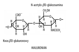 Hialuronian – struktura, metabolizm, funkcje i rola w procesach ...